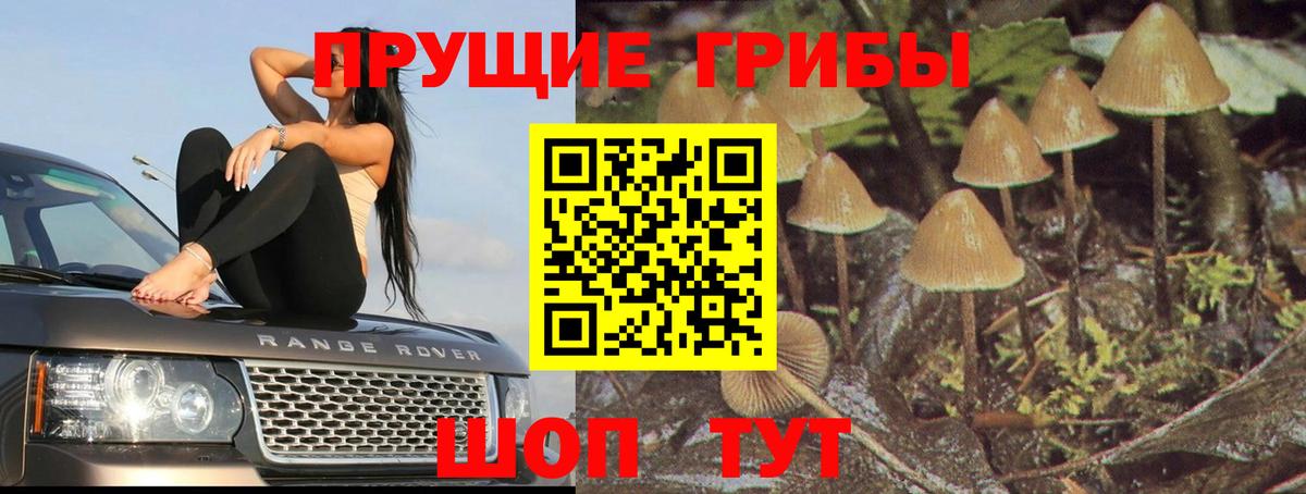 Псилоцибиновые грибы Psilocybine cubensis Салават